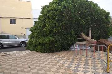 El viento derriba un viejo laurel de Indias en Agüimes/TA.