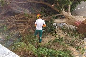 El viento derriba un viejo laurel de Indias en Agüimes/TA.