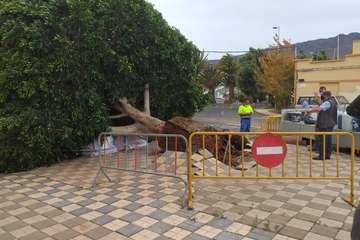 El viento derriba un viejo laurel de Indias en Agüimes/TA.