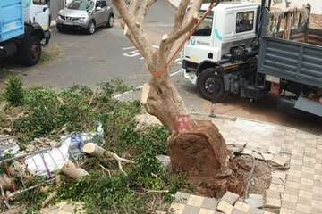 El viento derriba un viejo laurel de Indias en Agüimes/TA.