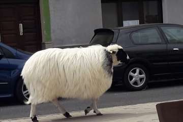 Trashumancia costera en Telde/TA.