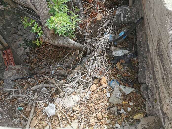 Imagen del parterre en donde se localiza el foco de la plaga / TA