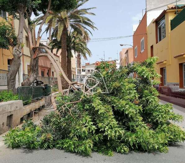 Imagen del árbol caído/TA.