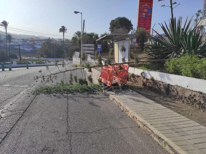 Imagen del pitón caído/TA.