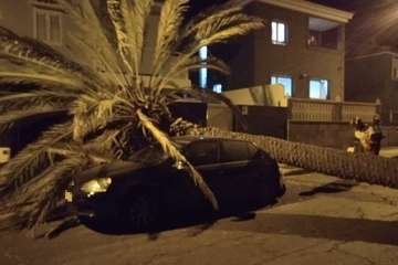 Una palmera se desploma sobre un vehículo en Marzagán/ Bomberos de LPGC.