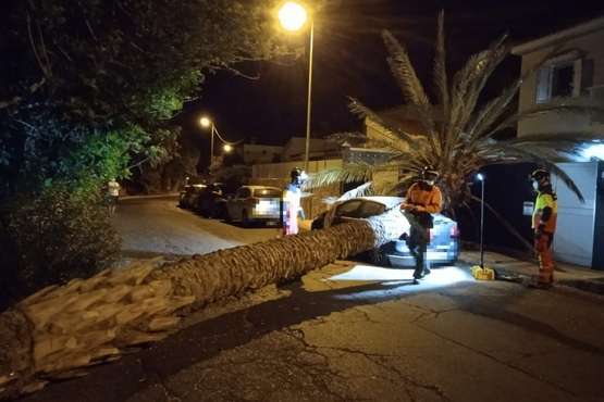 Una palmera se desploma sobre un vehículo en Marzagán/ Bomberos de LPGC.