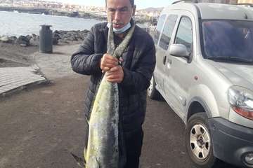 Un dorado de siete kilos, pescado a caña en La Garita