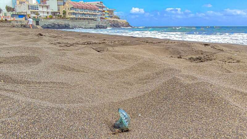 Se han visto algunos ejemplares en Salinetas/Antonio Rico.