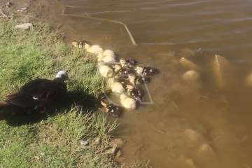 Una veintena de patitos nace en el Parque de las Mil Palmeras de Jinámar (Telde)/TA.