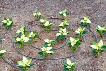 Parques y Jardines de Telde inaugura la Navidad/TA.