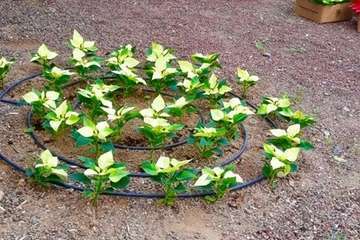 Parques y Jardines de Telde inaugura la Navidad/TA.