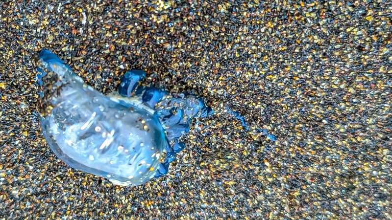 Imagen de un aguaviva en la playa de Melenara / Antonio Rico