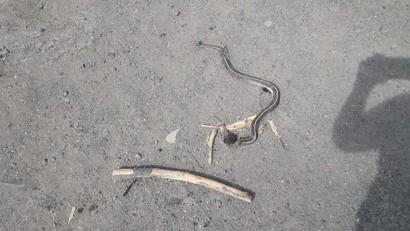 Uno de los ejemplares localizados muertos en un solar de la Cuesta del Valle/TA.