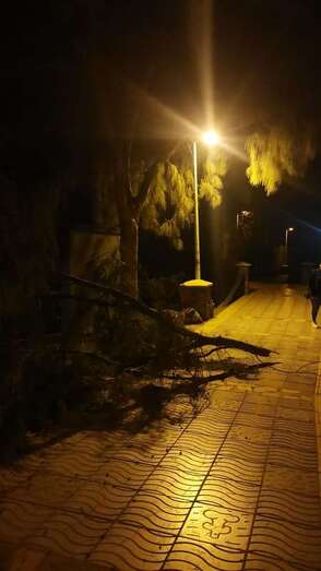 Imagen del árbol caído/TA.