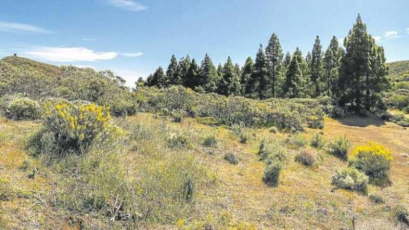 Vista panorámica. A la izquierda, al fondo, cima de la montaña del Pleito, con la torreta. A la derecha, arboleda donde está el punto más alto de Telde (Foto Borja Suárez/C7)