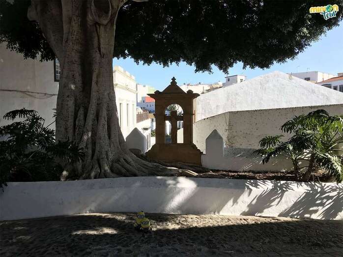 Árbol bonito de San Francisco (Foto TA)