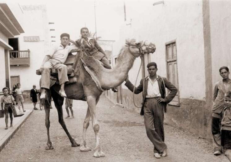 Camello junto al colegio/Fedac.