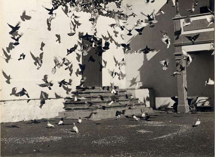 Palomas/Archivo Fedac/Nieves Sánchez Montero.