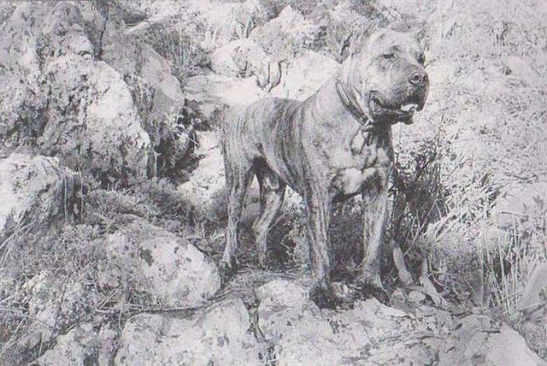 Perro de Presa Canario/