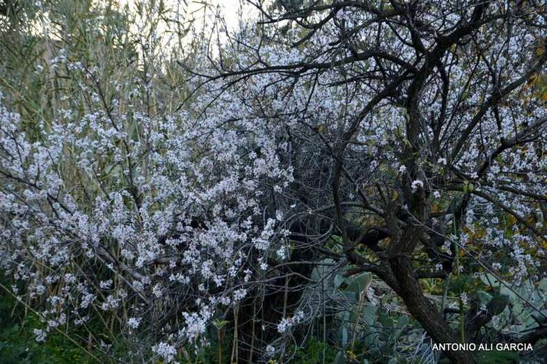 Almendro florecido (Foto Antonio Alí)