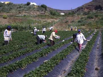 Cultivos de fresas en Valsequillo (Foto TA)