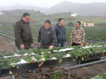 El consejero de Agricultura, el teldense Francisco Santana, visitó la finca La Palma (Foto Acfi Press)