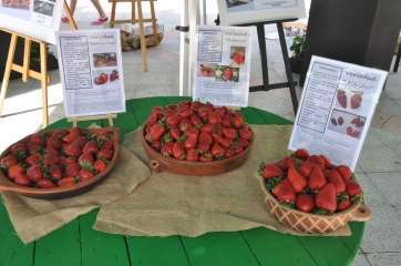 Postres con fresa de Valsequillo (Foto TA)