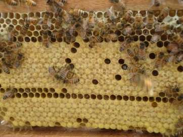 El Cabildo organiza un curso de apicultura (Foto TA)