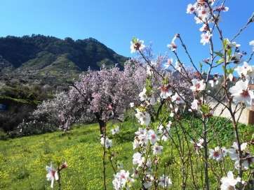 Almendros florecidos en Valsequillo (Foto Gumersindo Hernández)