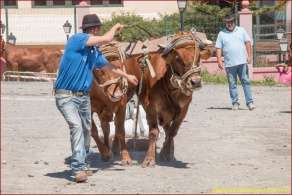 Arrastre del ganado (Foto Ildefonso Rodríguez)