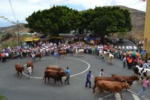 Imagen de la feria de ganado en honor de San Roque (Foto TA)