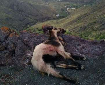 Cabra abatida en la zona de Tirma (Foto TA)