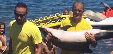 Imagen de los socorristas de Pro-Activa sacando el delfín del agua (Foto TA)