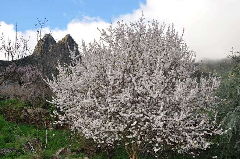 Almendro en flor (Foto TA)