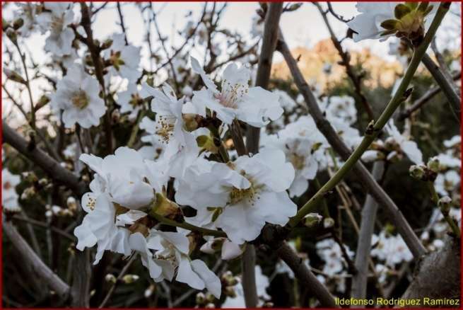 Almendro en flor (Foto Ildefonso Rodríguez Ramírez)