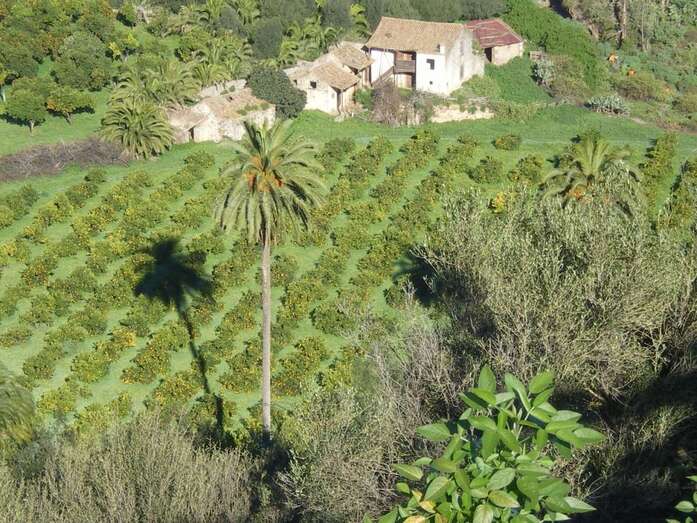 Superficie cultivada de la Isla (Foto TA)