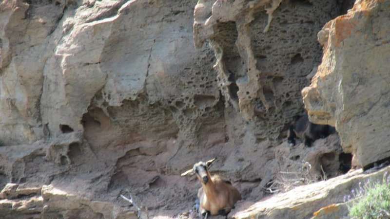 Cabra silvestre (Foto TA)
