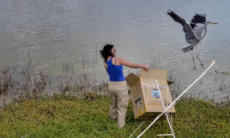Momento de la liberación de la garza (foto TA)