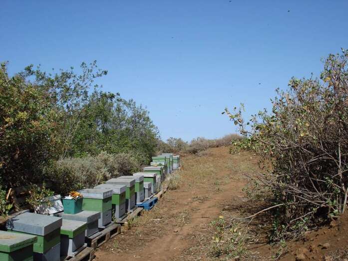 Imagen de un grupo de colmenas objeto del estudio encargado por el Cabildo de Gran Canaria (Foto TA)