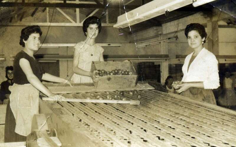 Tres mujeres trabajando en un empaquetado de tomates de Gran Canaria (Foto Fedac)