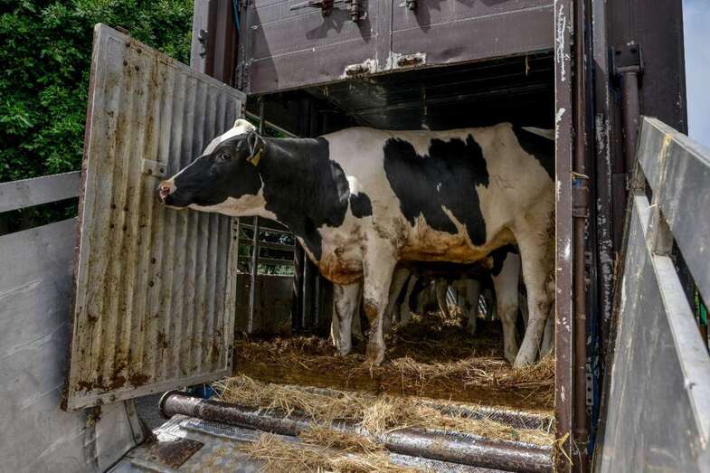 Las 33 novillas embarazadas llegaron a Gran Canaria desde Alemania (Foto TA)