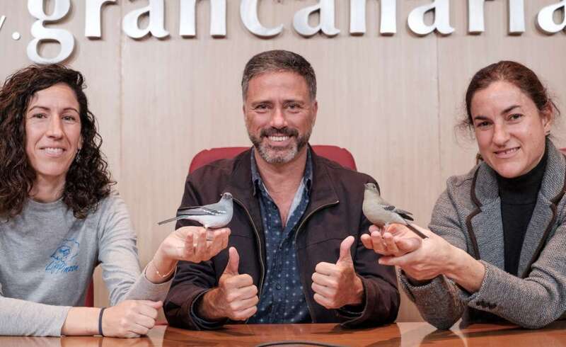 La población de pinzón azul se sitúa en torno a los 317 ejemplares (Foto TA)