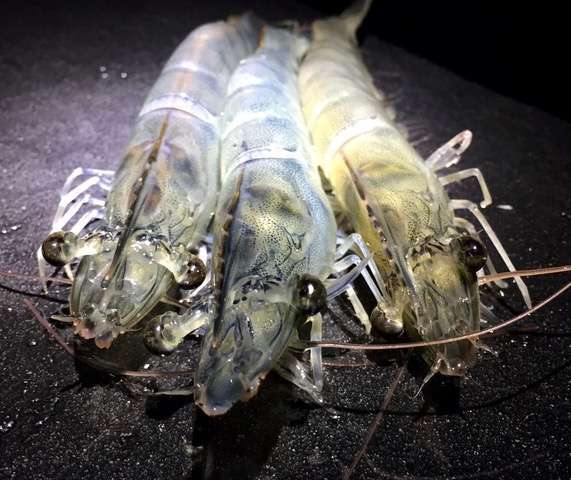 Gran Canaria y Medina del Campo son los dos únicos lugares en Europa en los que se cría este manjar (Foto TA)