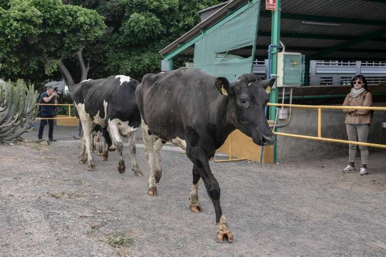 La Feria se celebrará desde este miércoles y hasta el domingo en La Granja Experimental del Cabildo, en Arucas (Foto TA)