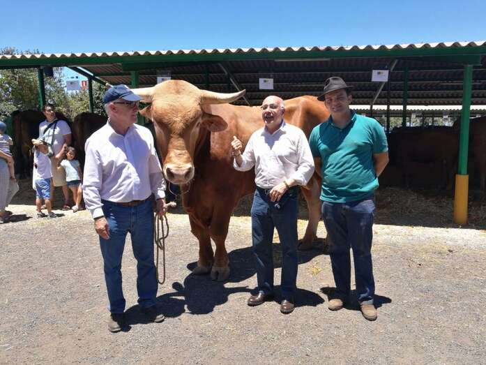 El animal ganador del concurso tiene más de una tonelada de peso (Foto TA)