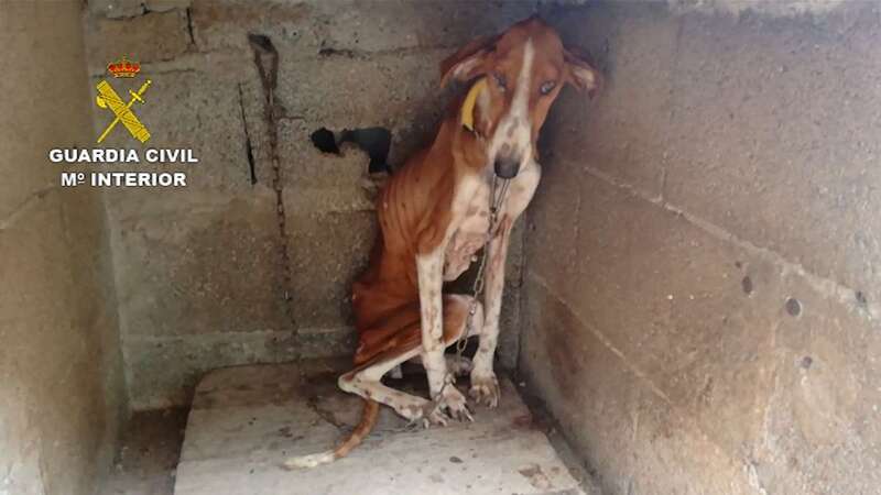 Estado en que fue hallado uno de los animales (Foto TA)