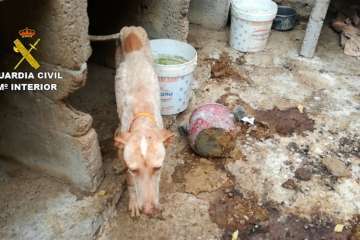 Foto cedida por la Guardia Civil.