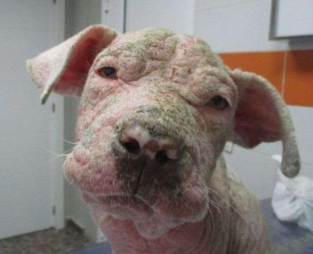 Imagen de un perro con sarna y anemia abandonado en un barranco de Telde (Foto TA)