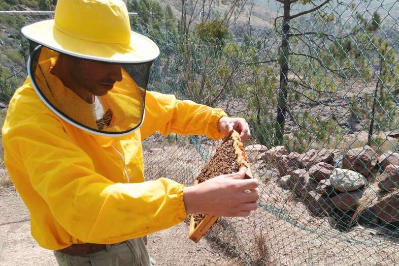El Cabildo ya ha colocado las cinco primeras colmenas con zánganos seleccionados genéticamente (Foto TA)