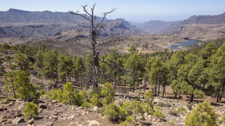 Imagen de una de las zonas afectadas por el fuego en 2007, en donde diez años después todavía son visibles las cicatrices del incendio (Foto Canarias 7)